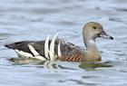 Plumed whistling duck1043.jpg